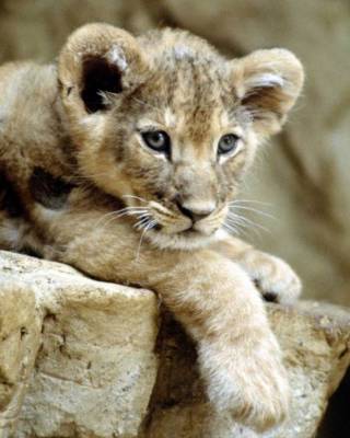 Mon signe astro : LION